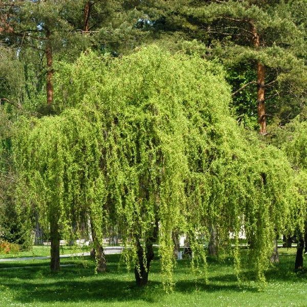 Grobe's Nursery and Garden Centre - Newest Trees